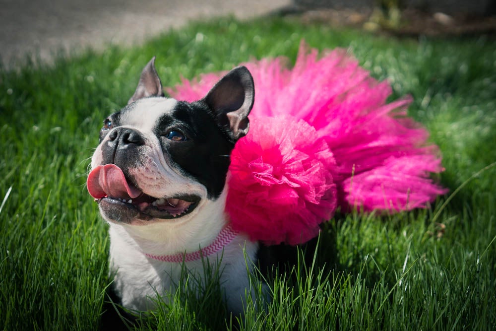 Pink dog tutu hotsell