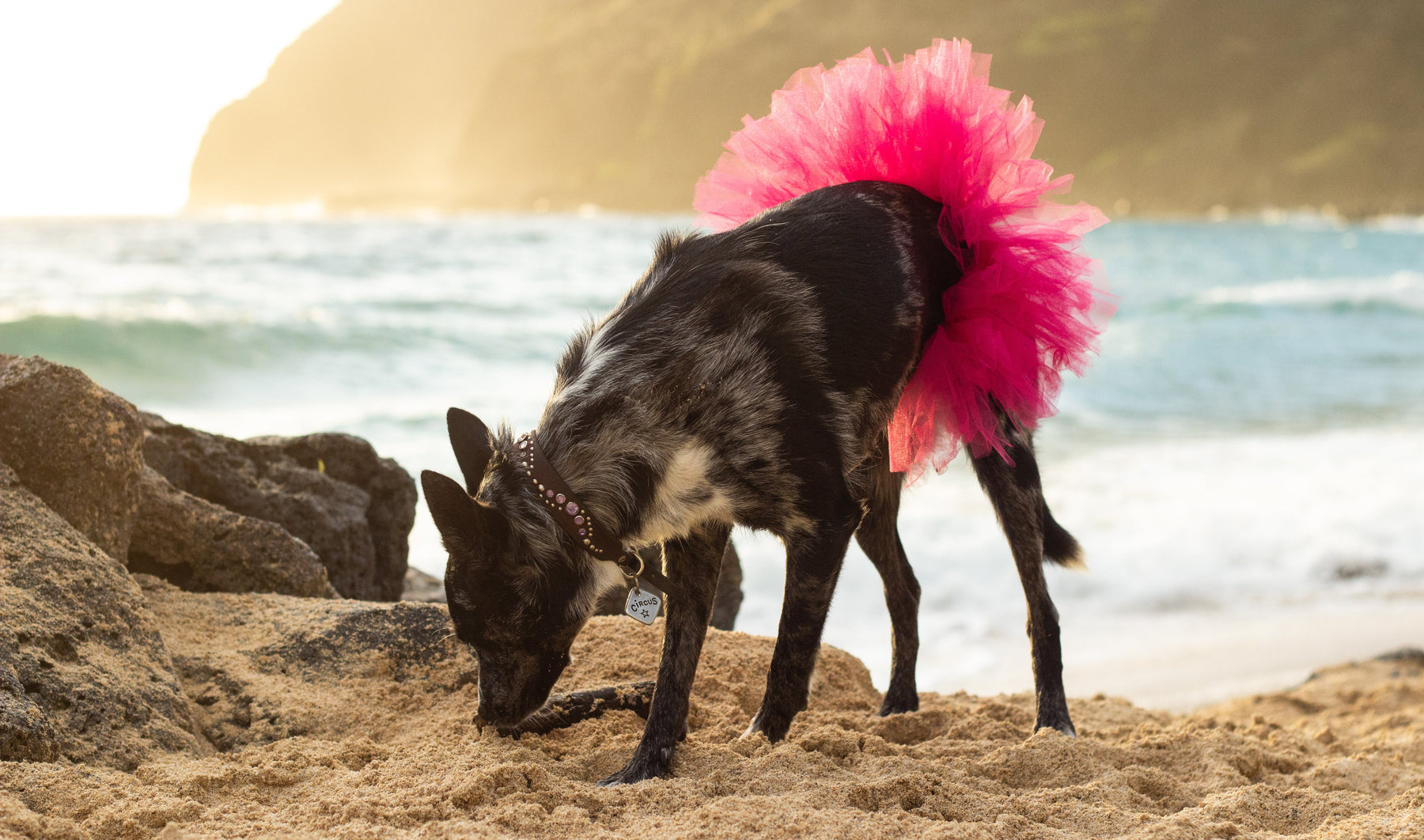 Pink dog tutu shop
